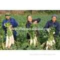 All Kinds Of High Quality Radish Seeds Turnip Seeds For Cultivating